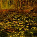 arthur schumaker ANOTHER_FALL_30x30_.jpeg