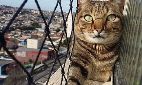 Safe cat