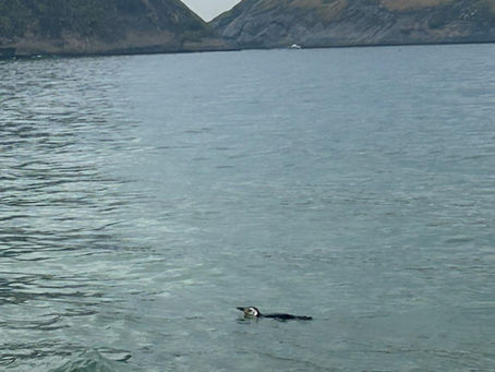 Pinguim é avistado na Praia de Itaipu nesta terça-feira (9)