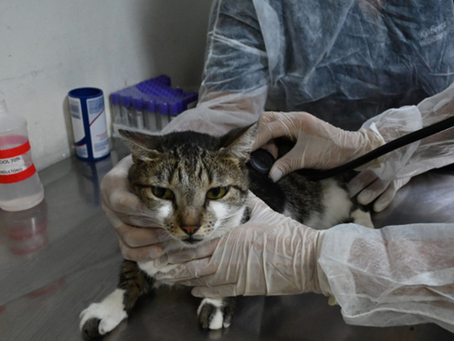 Coordenadoria Animal abre agendamento de consulta veterinária pelo Colab