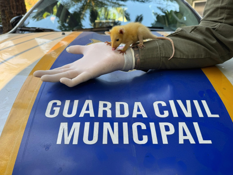 Guarda Municipal resgata filhote raro de gambá leucístico em Niterói