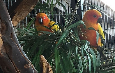 Tiki and Sunny.jpg