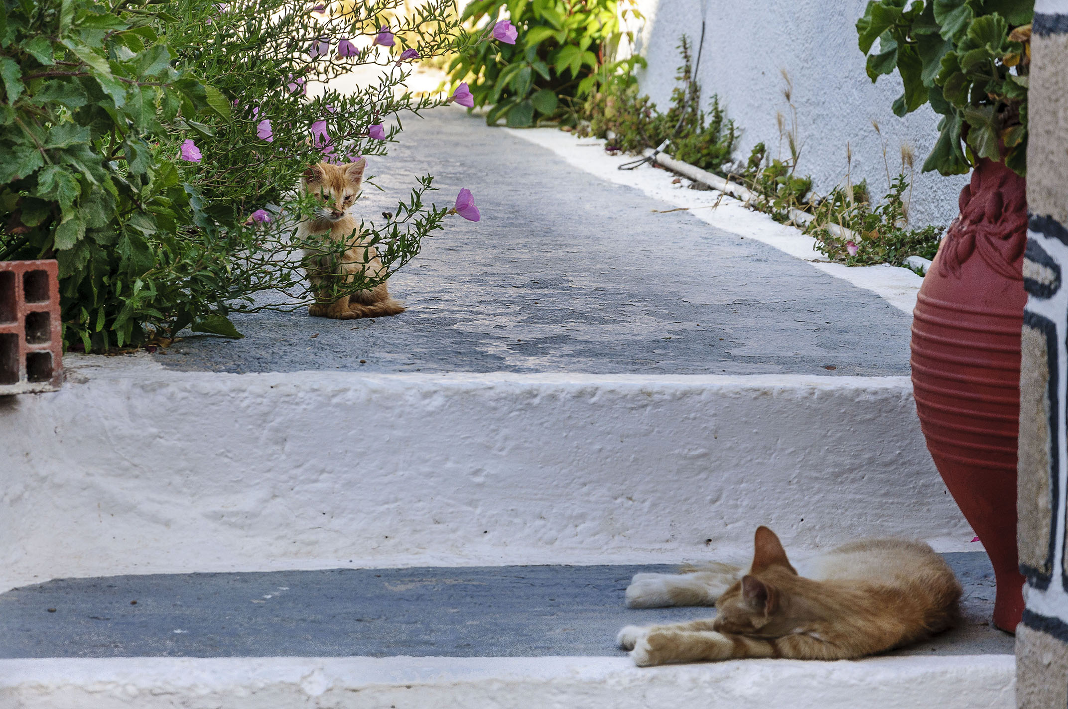 there are cats in the gardens