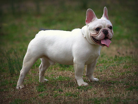 Royal crest kennels french bulldogs in georgia royal crest kennels frenchie puppies for sa