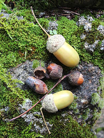 Two yellow acorns and dark oak seeds on a mossy rock