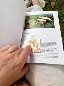 Hand pointing to a mushroom illustration in a field guide