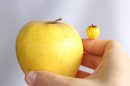 Tiny handmade yellow apple held beside a real apple