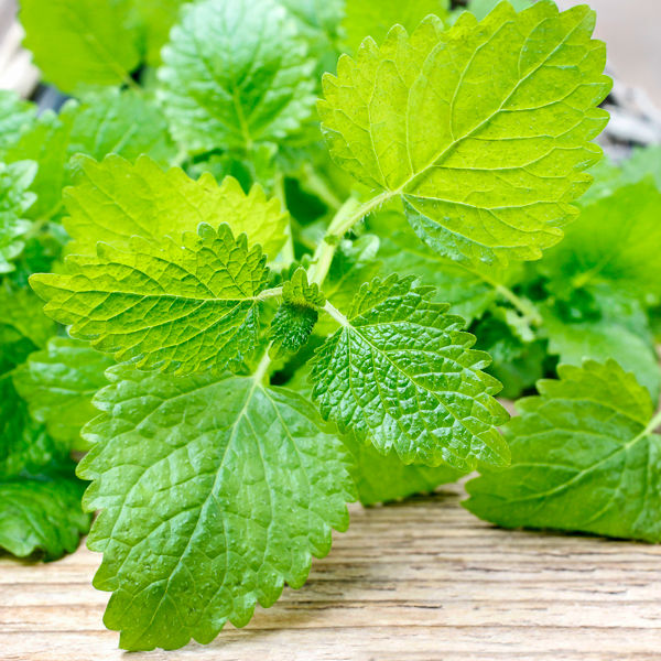 Lemon Balm Tincture