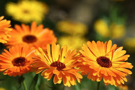Calendula Tincture