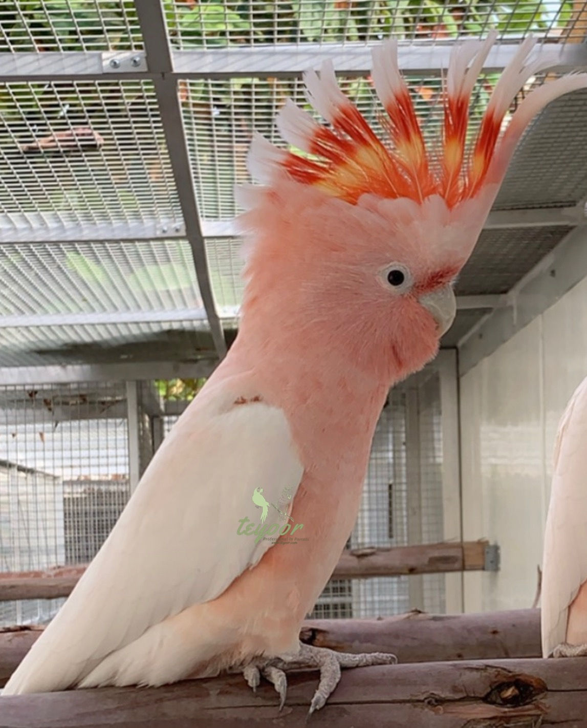 Major Mitchell cockatoo  ميجور ميتشيل كوكاتو