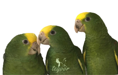 Double Yellow Transprent_edited.png