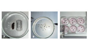 Coleta de Tecido de Animais Selvagens para Biobancos: Uma Estratégia para a Conservação da Biodiversidade.