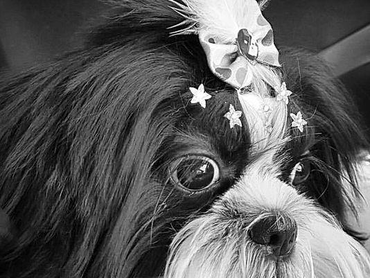 A cadela, o galo e a geleia.