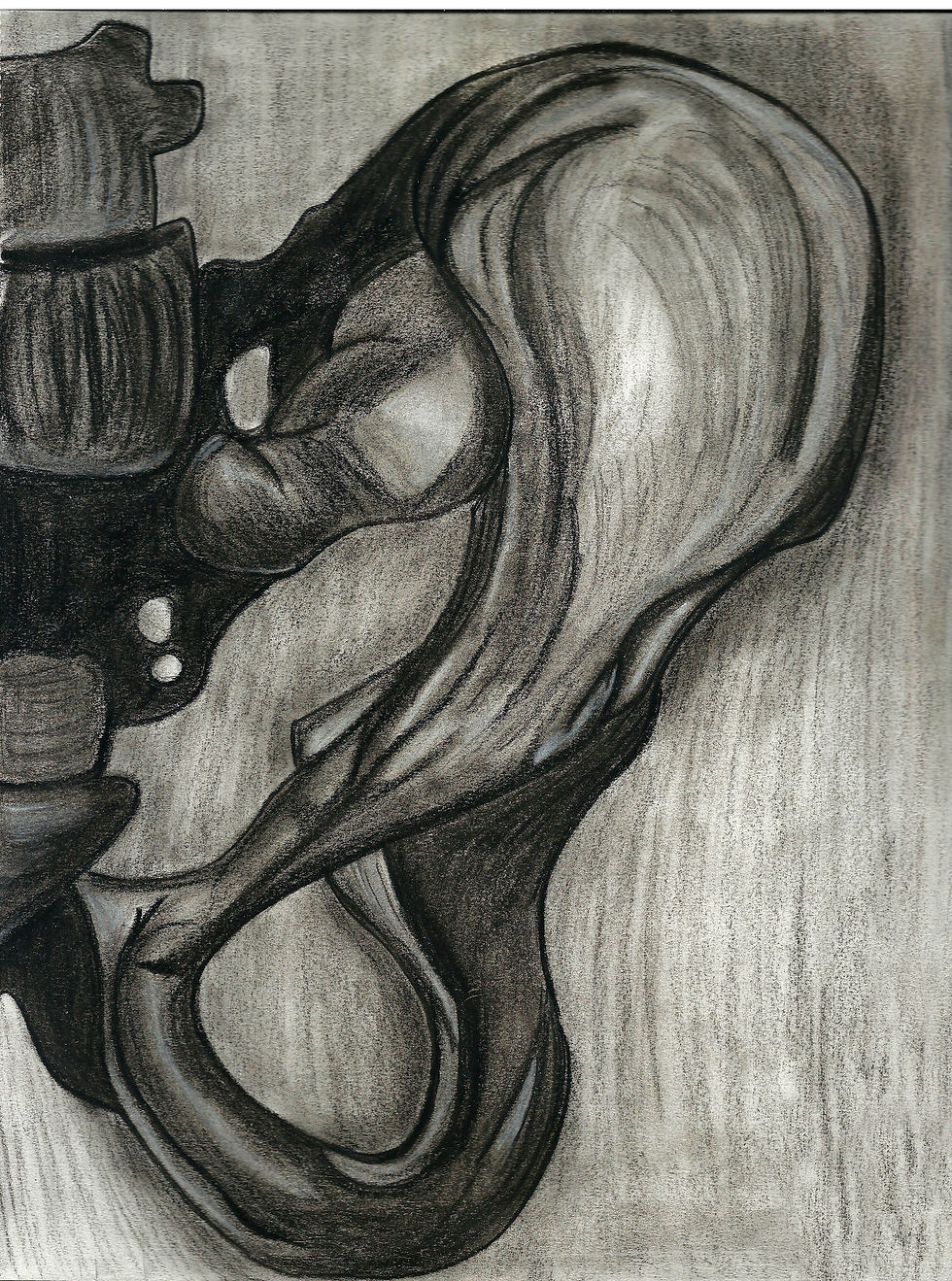 Skeletal Study: Pelvis