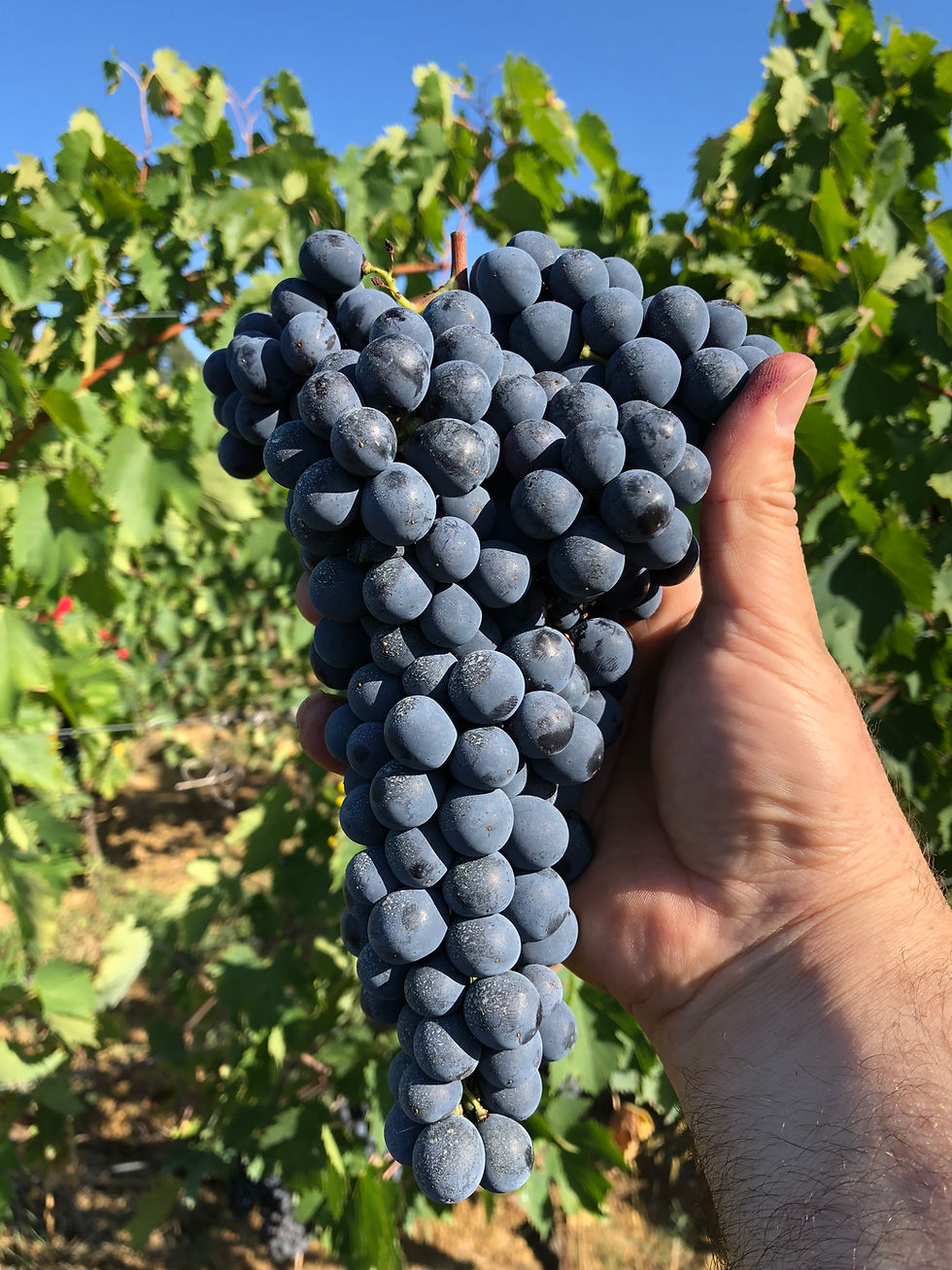 Podere Erica Winery
