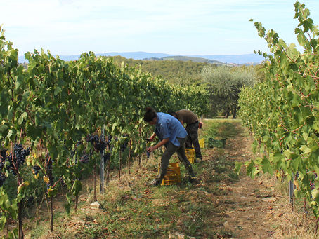 An Authentic Italian Experience – la Vendemmia