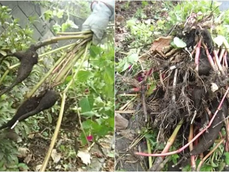 温暖化の陰で“本性”を現す園芸植物たち