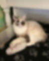 Adult Ragdoll cat with two babies by her feet