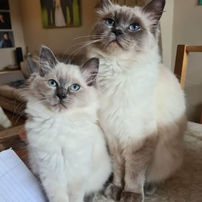 Two grey and white Ragdoll cats seated next to one another