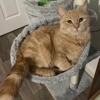Reclined ginger tom in cat tree