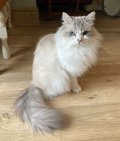 Grey and white seated ragdoll cat