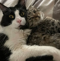 Black and white cat lying on his side cuddling tabby cat
