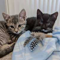 Two cats lying on blanket, one fawn tabby and the other black and white