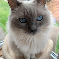 Seated ragdoll cat with sapphire blue eyes