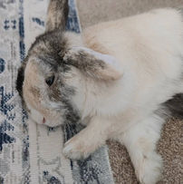 Tortoiseshell rabbit lying on her side on patterned rug