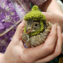 A quail wearing a green knitted hat sitting in the palm of a hand