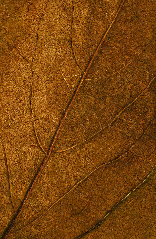 omid-armin-QMlMWL4H9so-unsplash (1).jpg