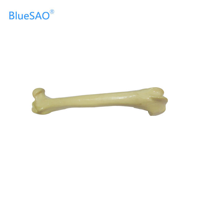 Thumbnail: Veterinary Orthopedic Bone Model