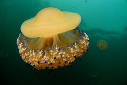 algunas-de-las-medusas-son-mc3a1s-peligrosas-que-otras-foto-juan-cuetos-oceana