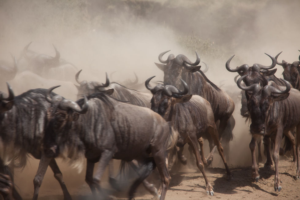 Migrating Wildebeest