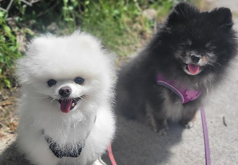 Onyx & Marushka