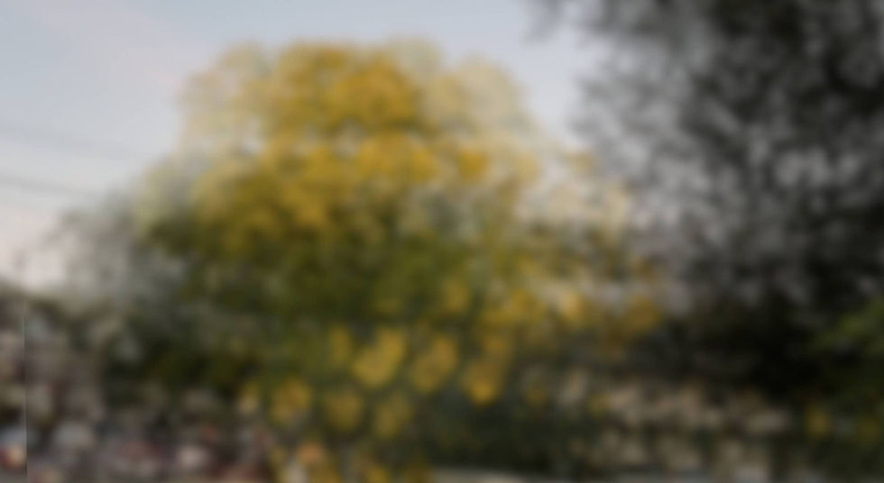 Blurry view of a tree with yellow leaves against a cloudy sky. Suburban street in the background with indistinct shapes and colors.