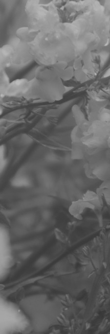 Close-Up Of Flowers_edited.jpg
