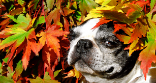 Fall Fun in Rochester