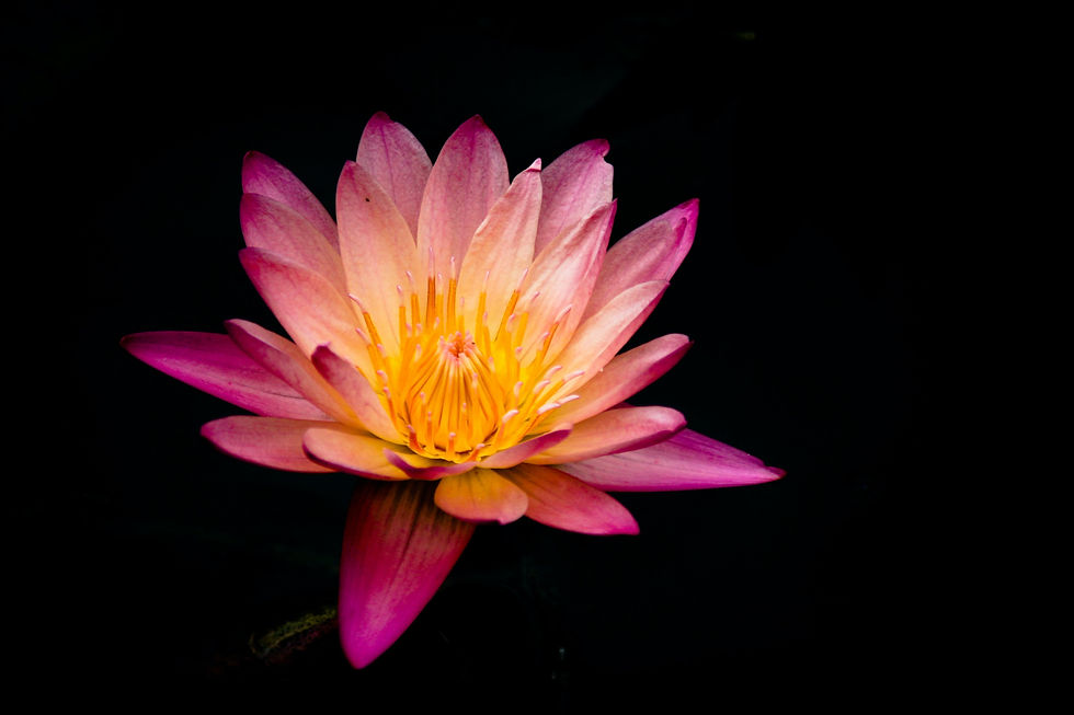 Weekly Bereavement Support Group