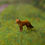 Thumbnail: HO Scale/OO Gauge x2 Red Foxes