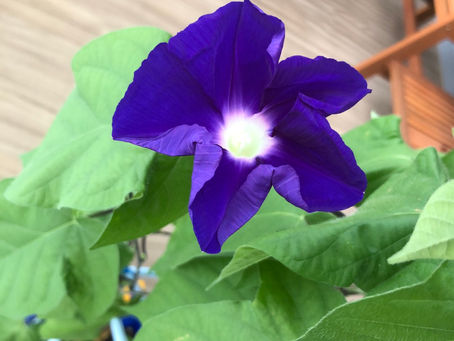 色違いの花が咲きました