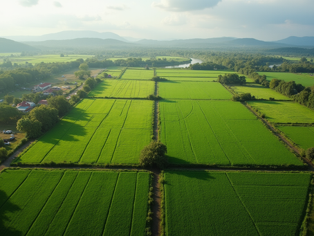 Asesoría de cultivos en Moca: Guía completa para una agricultura exitosa