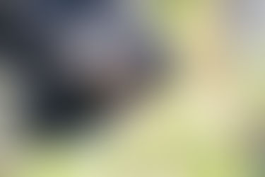 Foto Schimpanse: © Zoo Basel