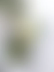 爽やかなアレンジで夏準備