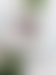 ライラックカラー