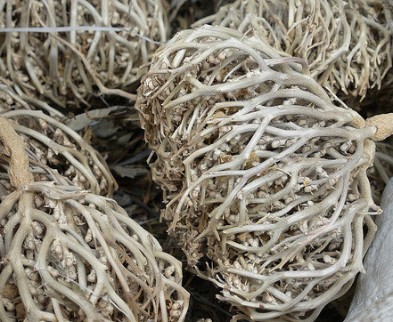 anastatica hierochuntica