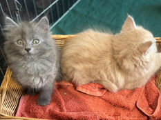 Pet Pals Therapy