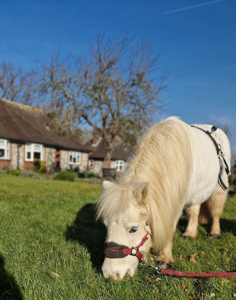 Rosie enjoying the grass at BBCH!