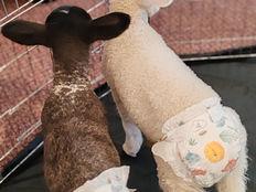 Lambs visiting BBCH