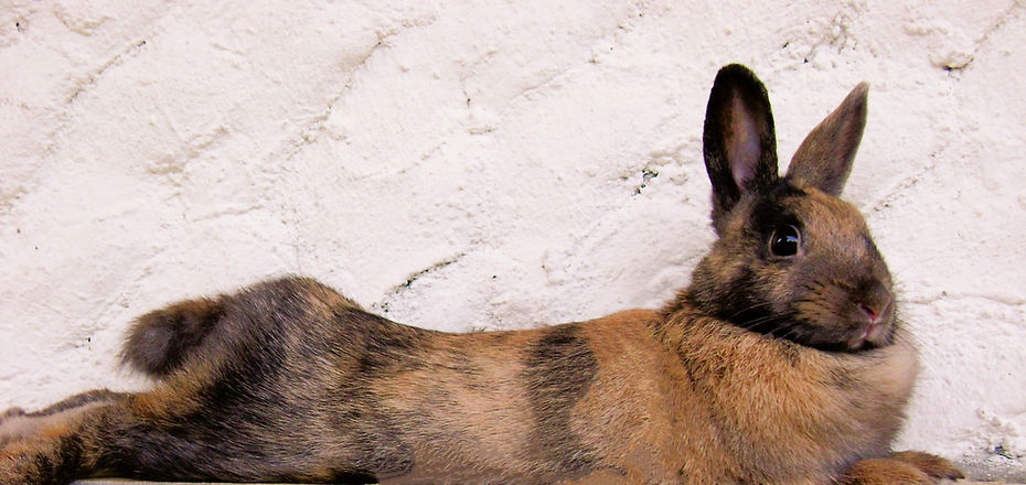 Illustration lapin